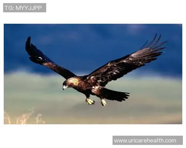 雄鹰翱翔天际展雄风，探索老鹰的生存智慧与自然魅力